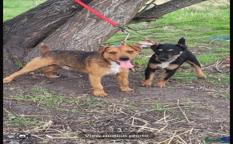 Mixed Breed dogs - Advert 4