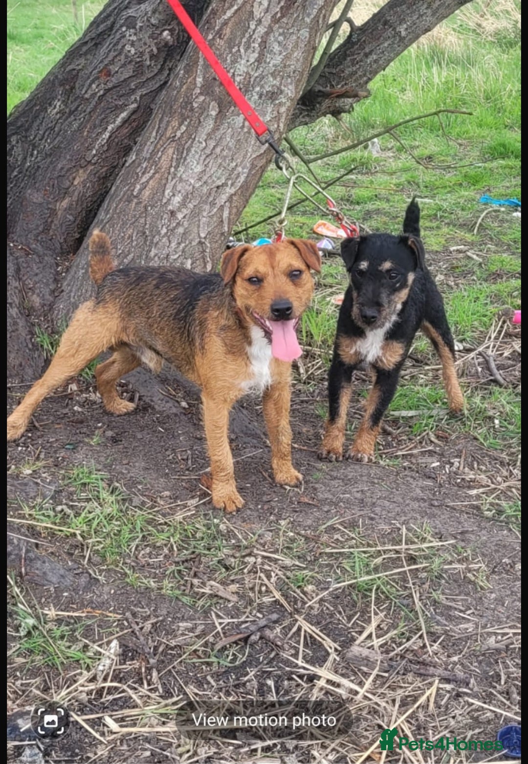 Mixed Breed dogs for sale: Working Lakeland bull Russell 2 year old  - Image 1