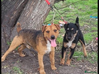 Mixed Breed dogs - Advert 16