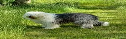 Mixed Breed dogs for sale: Beautiful Old English Sheepdog/Bernedoodle Puppies - Advert 4