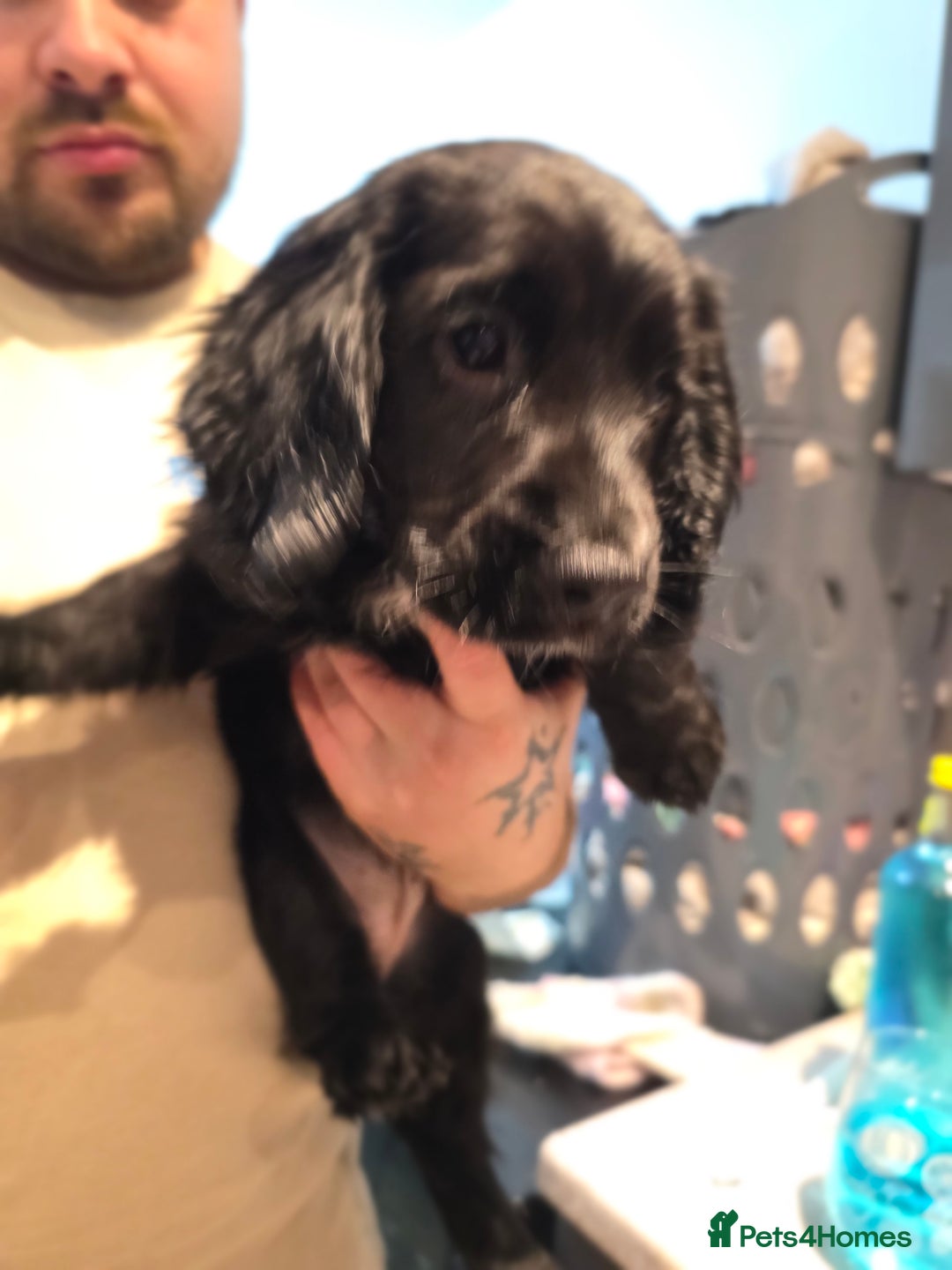 Cocker Spaniel dogs for sale: 1 left Working coker spaniel  - Advert 36