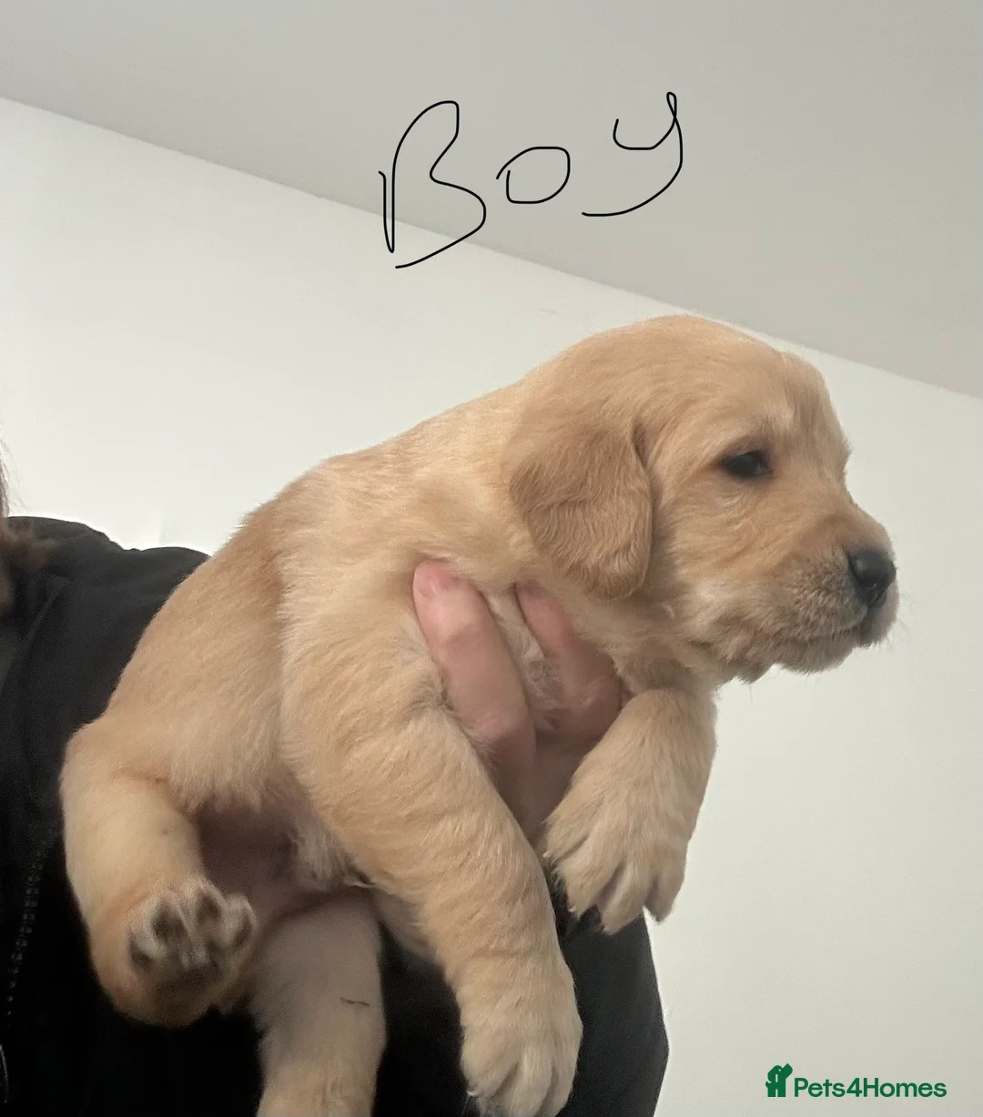 Labradoodle dogs for sale: Labradoodle puppies for sale  - Advert 9