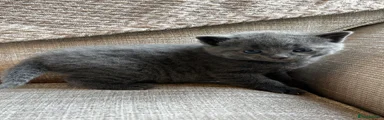 Russian Blue Kitten 2