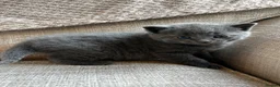Russian Blue cats for sale: Two beautiful Russian blue kittens for sale  - Advert 11