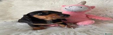 Miniature Dachshund Puppy 4
