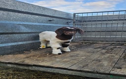 Goats livestock for sale: Pedigree Proven Boer Buck - Image 6