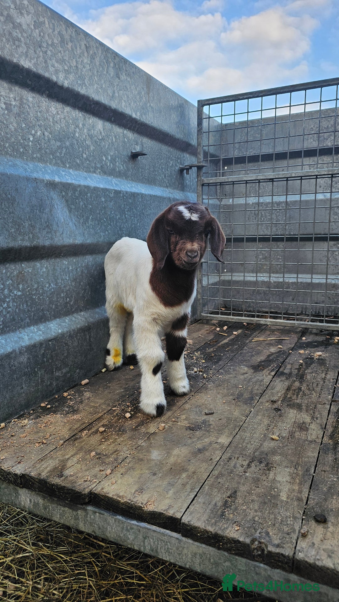 Goats livestock for sale: Pedigree Proven Boer Buck - Image 6
