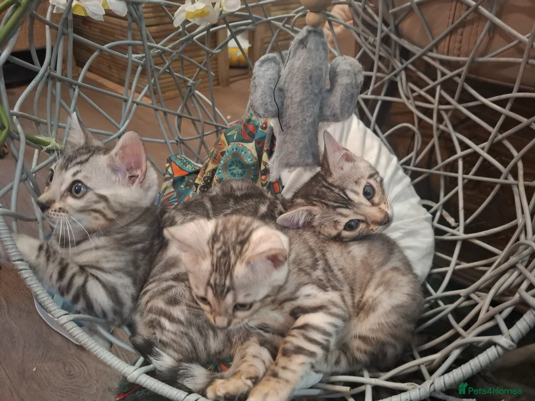 Bengal cats for sale: Outstanding Bengal Kittens – 5★ Licensed Cattery - Advert 10