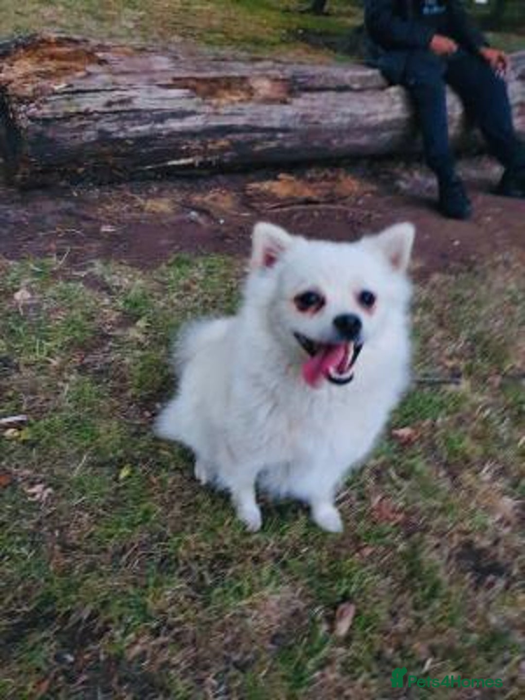 Pomeranian dogs for sale: handsome Pomeranian - Image 2