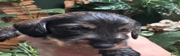 Miniature Dachshund dogs for sale: Miniature Wire haired Dachshund  - Advert 6