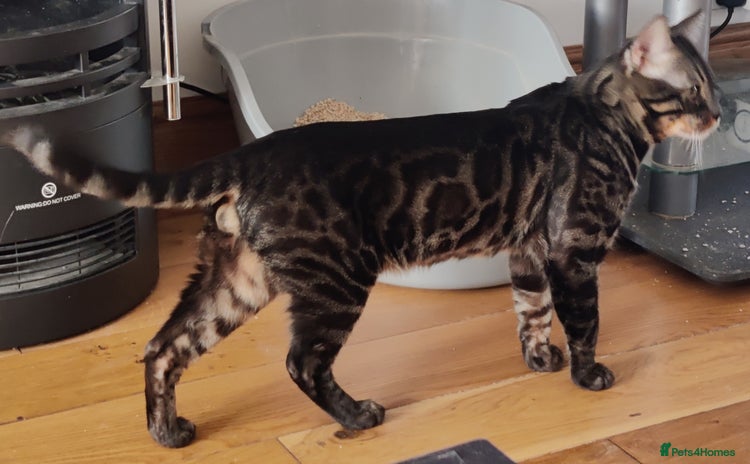 Bengal cats - Advert 13