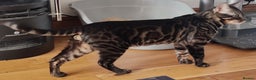 Bengal cats for stud: Charcoal brown bengal stud glitter coat  - Advert 7