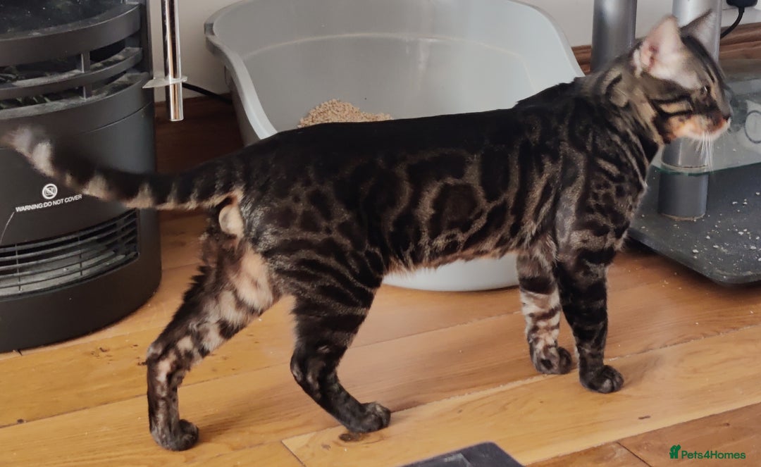 Bengal cats for stud: Charcoal brown bengal stud glitter coat  - Image 2