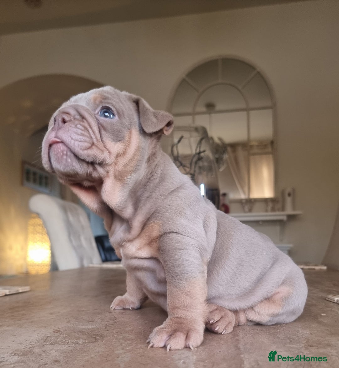 English Bulldog dogs for sale: Beautiful bulldog puppies - Advert 6