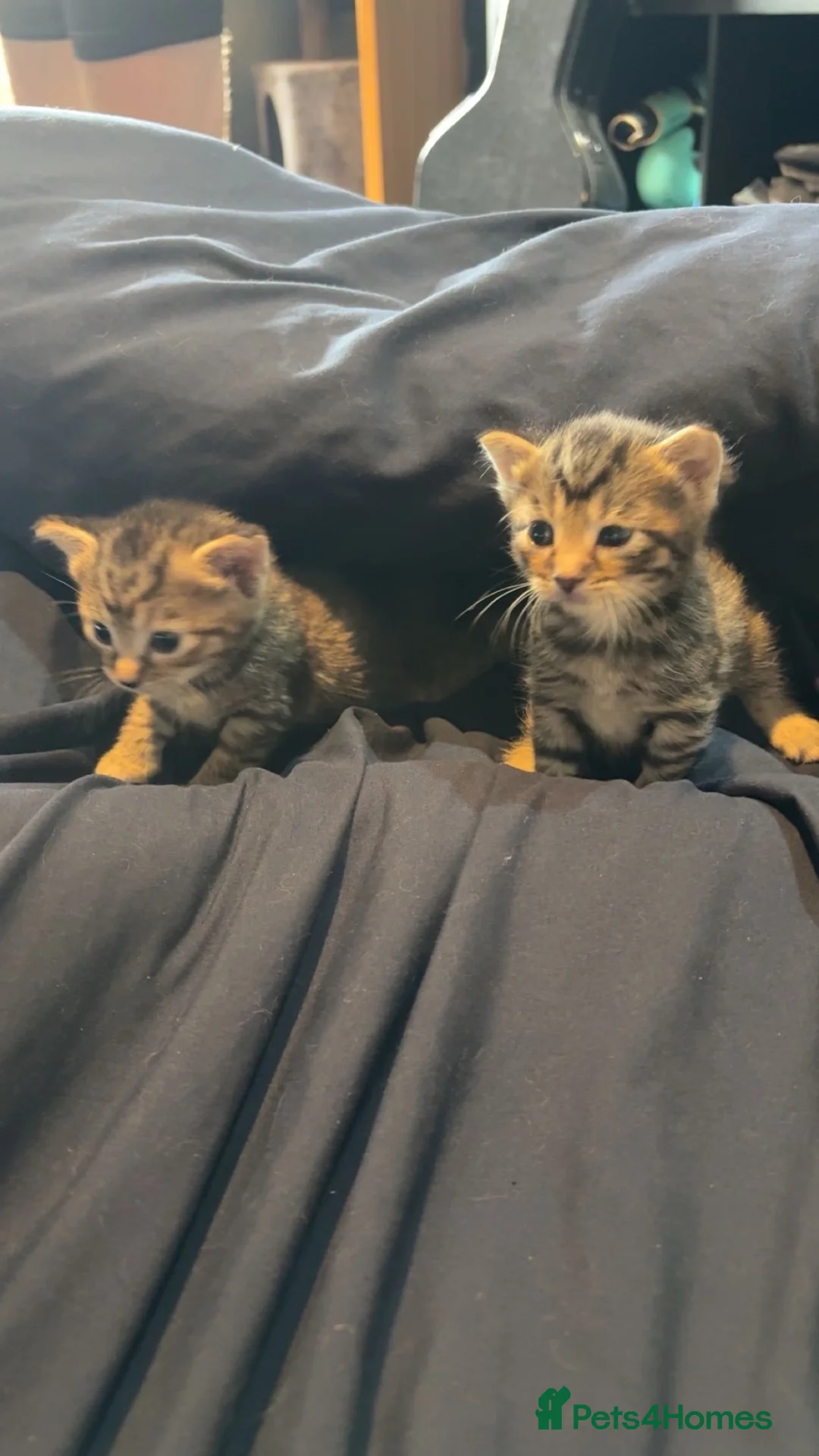 Mixed Breed cats for sale: 3 kittens for sale  - Advert 2