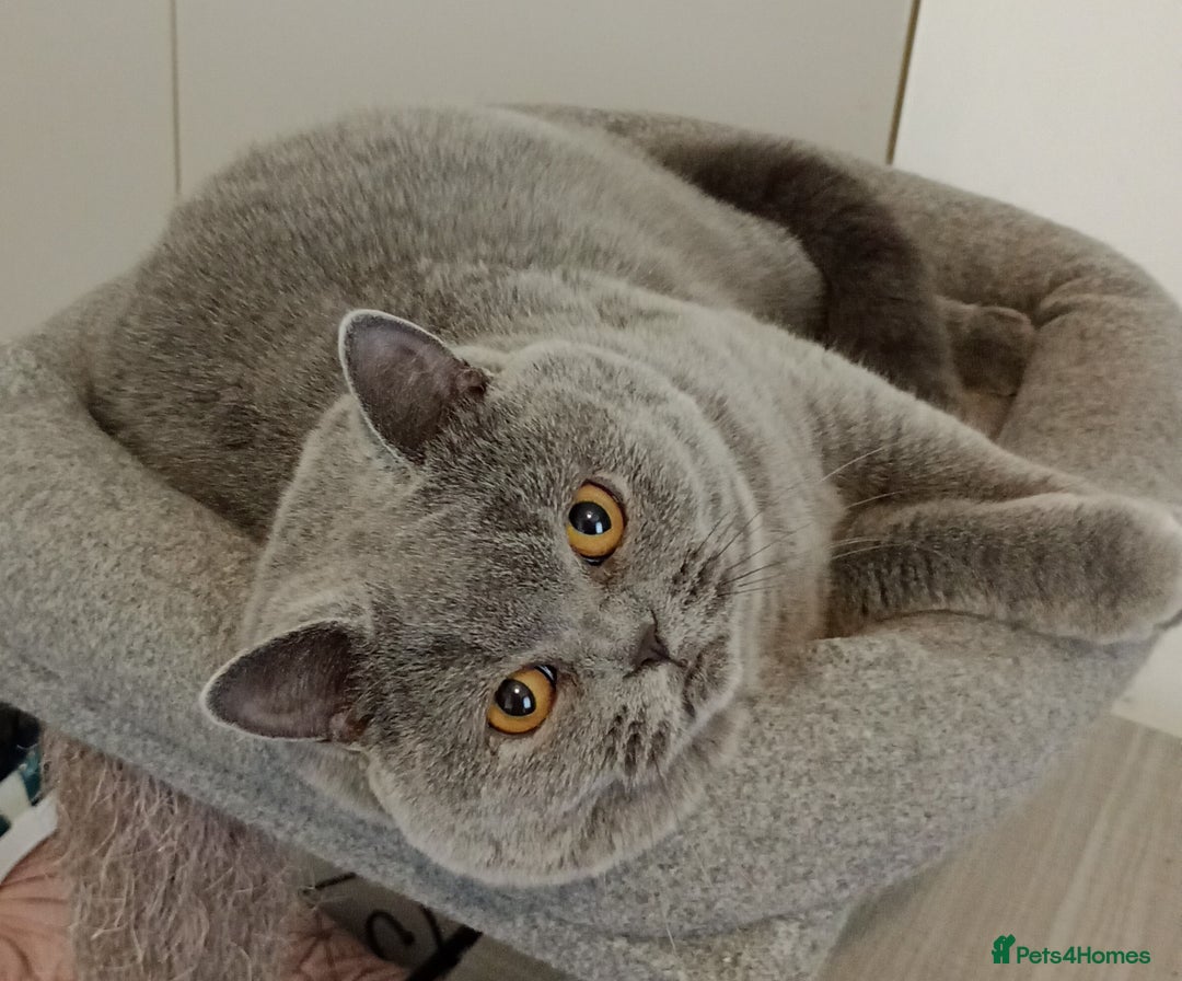 British Shorthair cats for sale: Gccf STUD, Blue Spotted,Blue, Lilac, Bi - Image 26