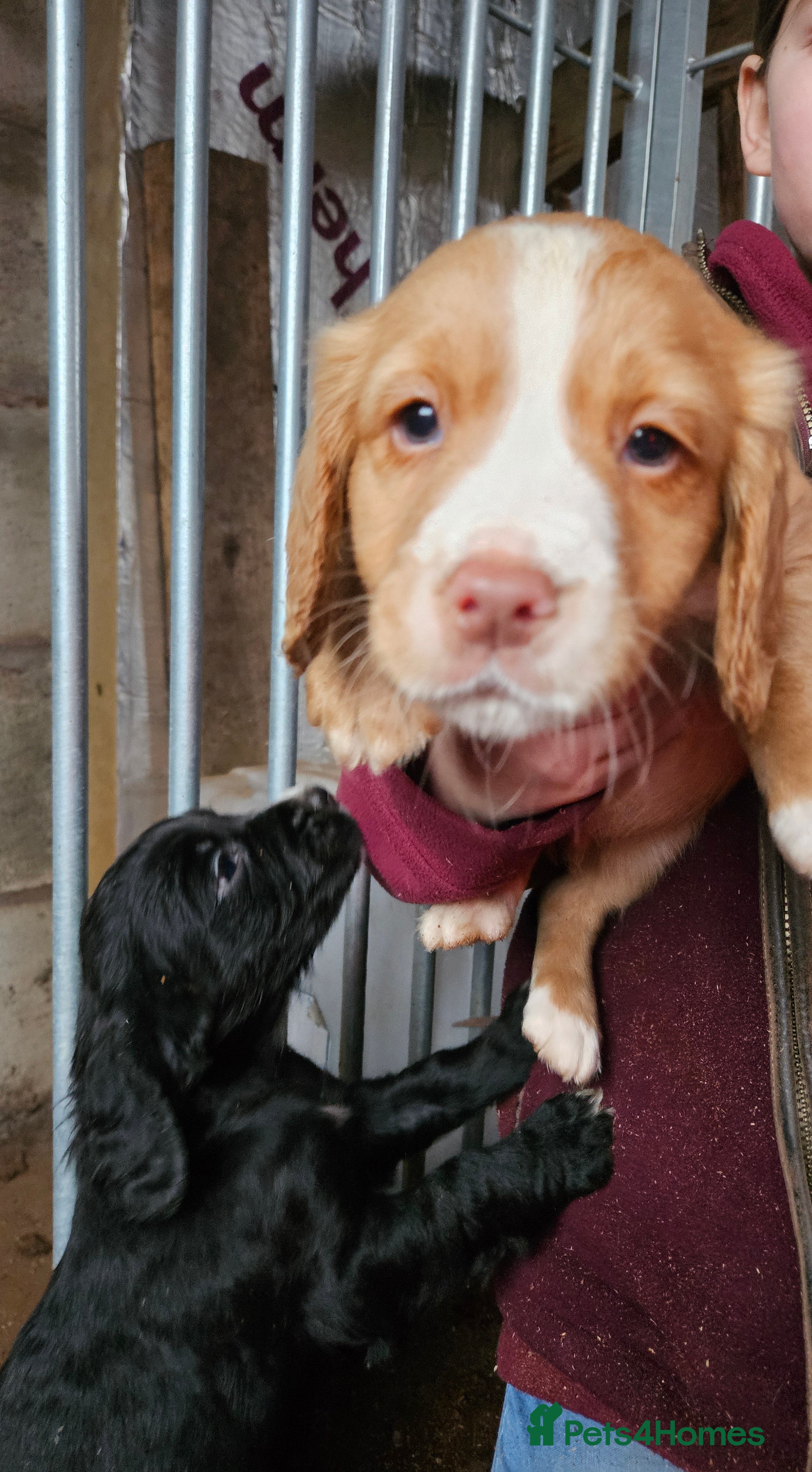 Cocker Spaniel dogs Fantastically well bred working cocker spaniels  - Advert 17