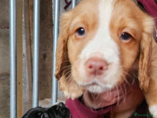 Cocker Spaniel dogs Fantastically well bred working cocker spaniels - Advert 17