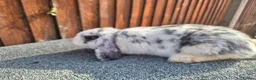 Mini Lop rabbits for sale: 💙 last 3 boys ❤️  - Advert 5