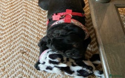 Pug dogs for sale: Black pug for a new home - Image 4