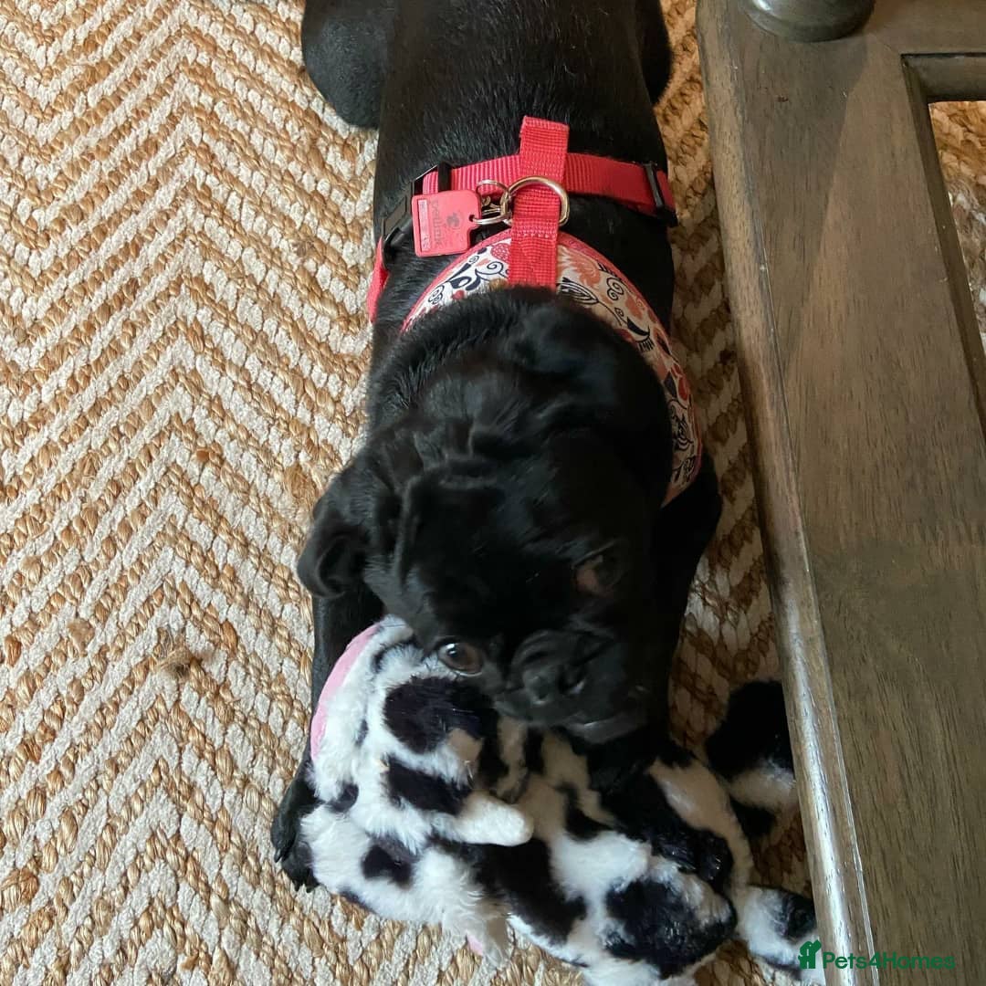 Pug dogs for sale: Black pug for a new home - Image 4