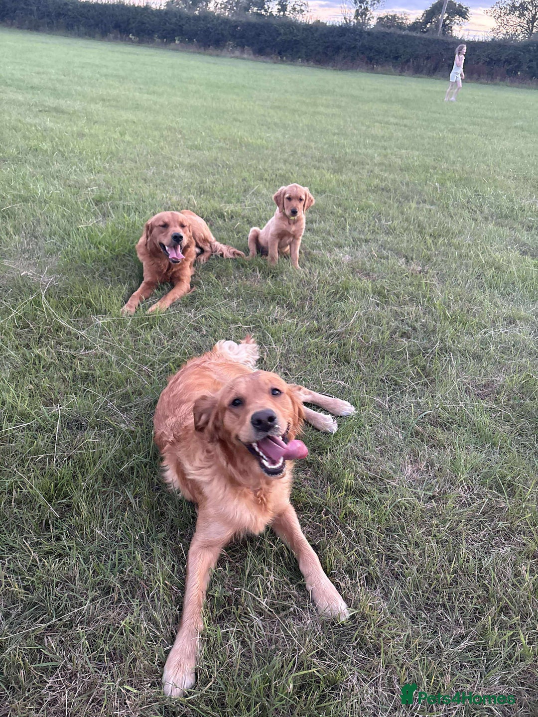 Golden Retriever dogs for sale: Kc pedigree golden retrievers (fox red  in Malton - Image 29