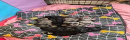 Cockapoo dogs for sale: Cockapoos f1bs in Sunderland - Advert 3