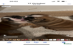 English Bulldog dogs for sale: Quality Bulldog puppies (Standard coloured ) - Image 3