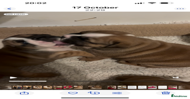 English Bulldog dogs - Advert 4