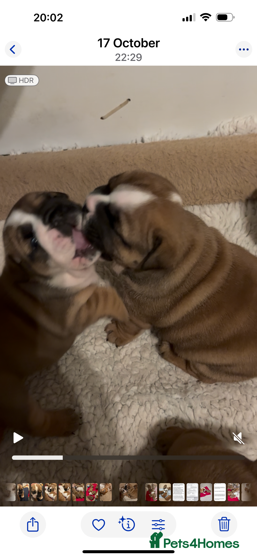 English Bulldog dogs for sale: Quality Bulldog puppies (Standard coloured ) - Image 3