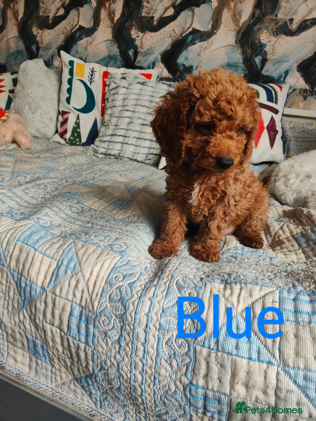Cockapoo dogs for sale: Cockapoo - Image 7