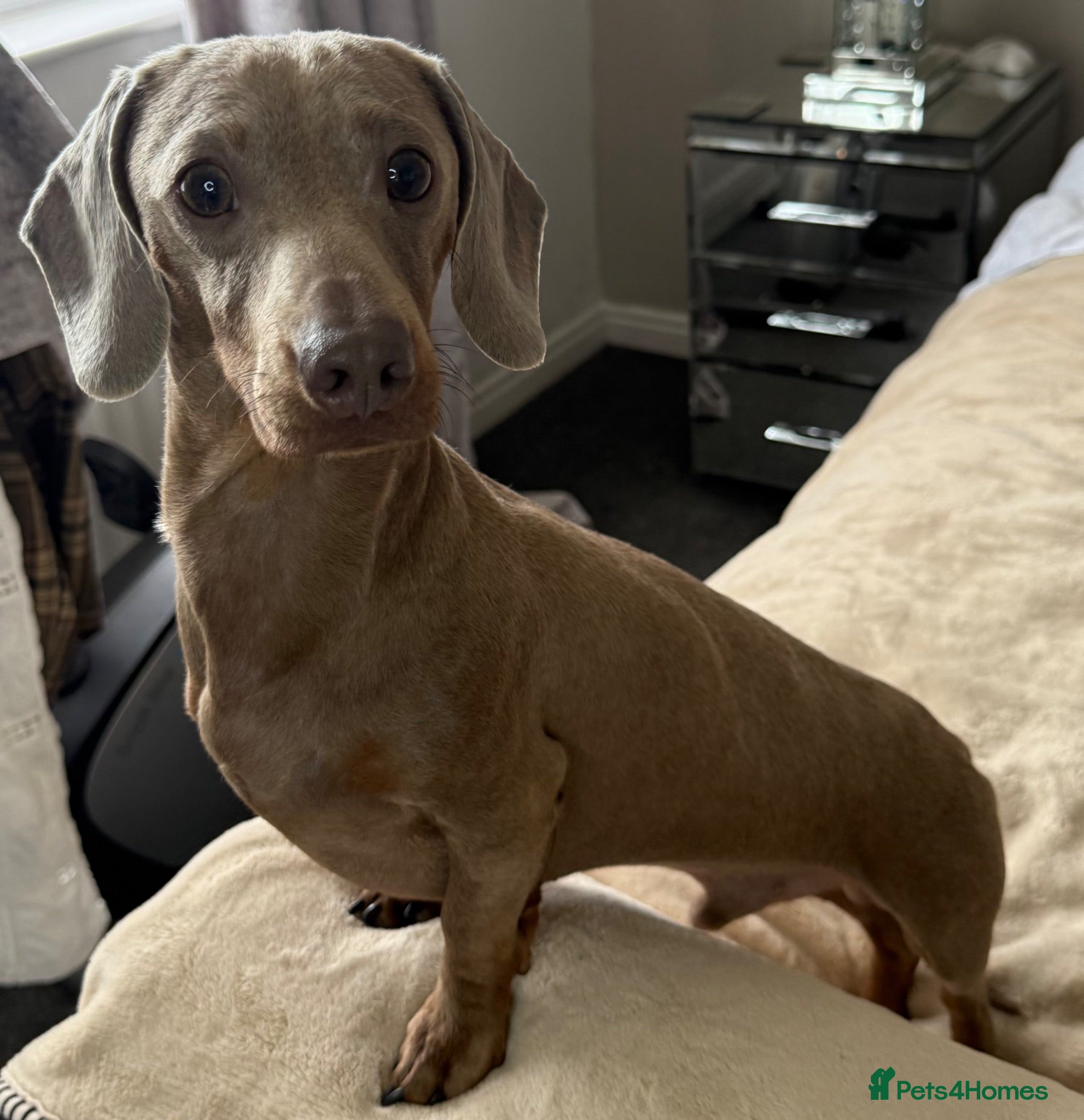 Miniature Dachshund dogs Miniature dachshund stud KC REG/HEALTH CHECKED - Advert 2