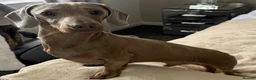 Miniature Dachshund dogs for stud: Miniature dachshund stud Isabella & tan  in Ferryhill - Advert 3