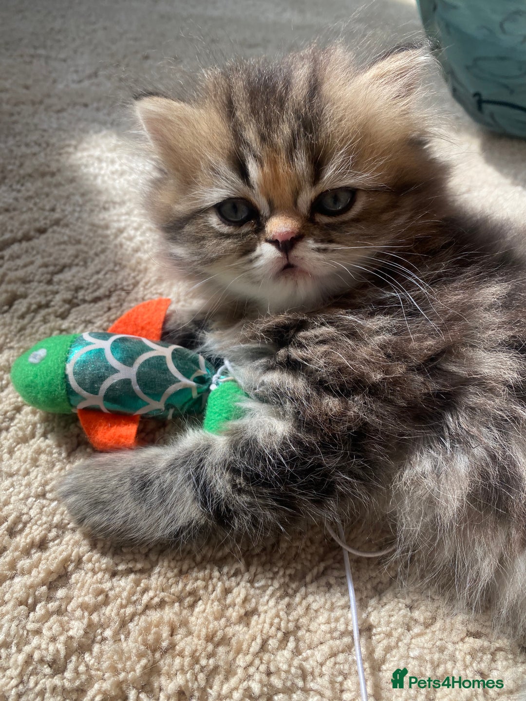 Persian cats for sale: Persian kitten still looking for her forever home  in Gateshead - Image 11