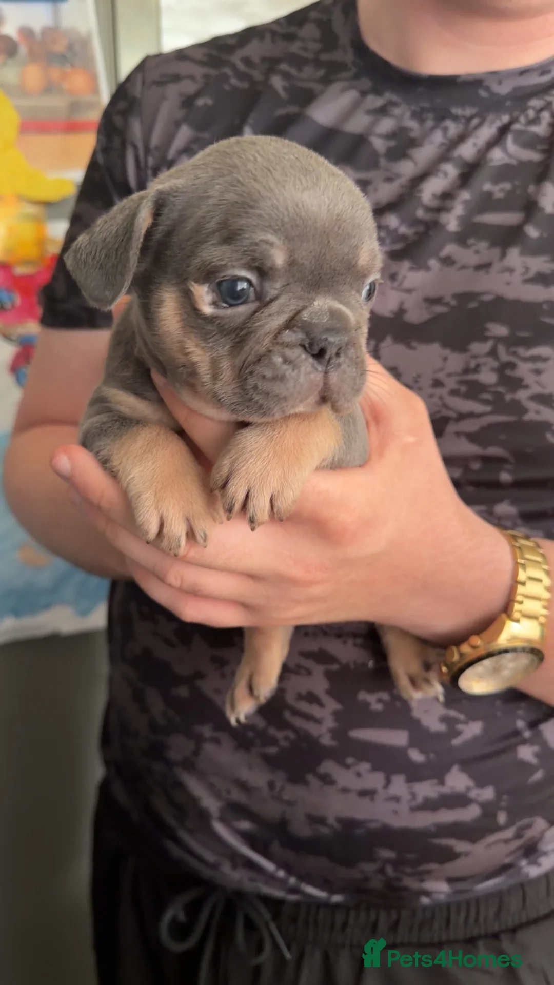 French Bulldog dogs for sale: 2 male pups for sale  - Advert 8