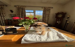 Mixed Breed dogs for sale: 2 Adorable Shorkie puppies  - Image 1