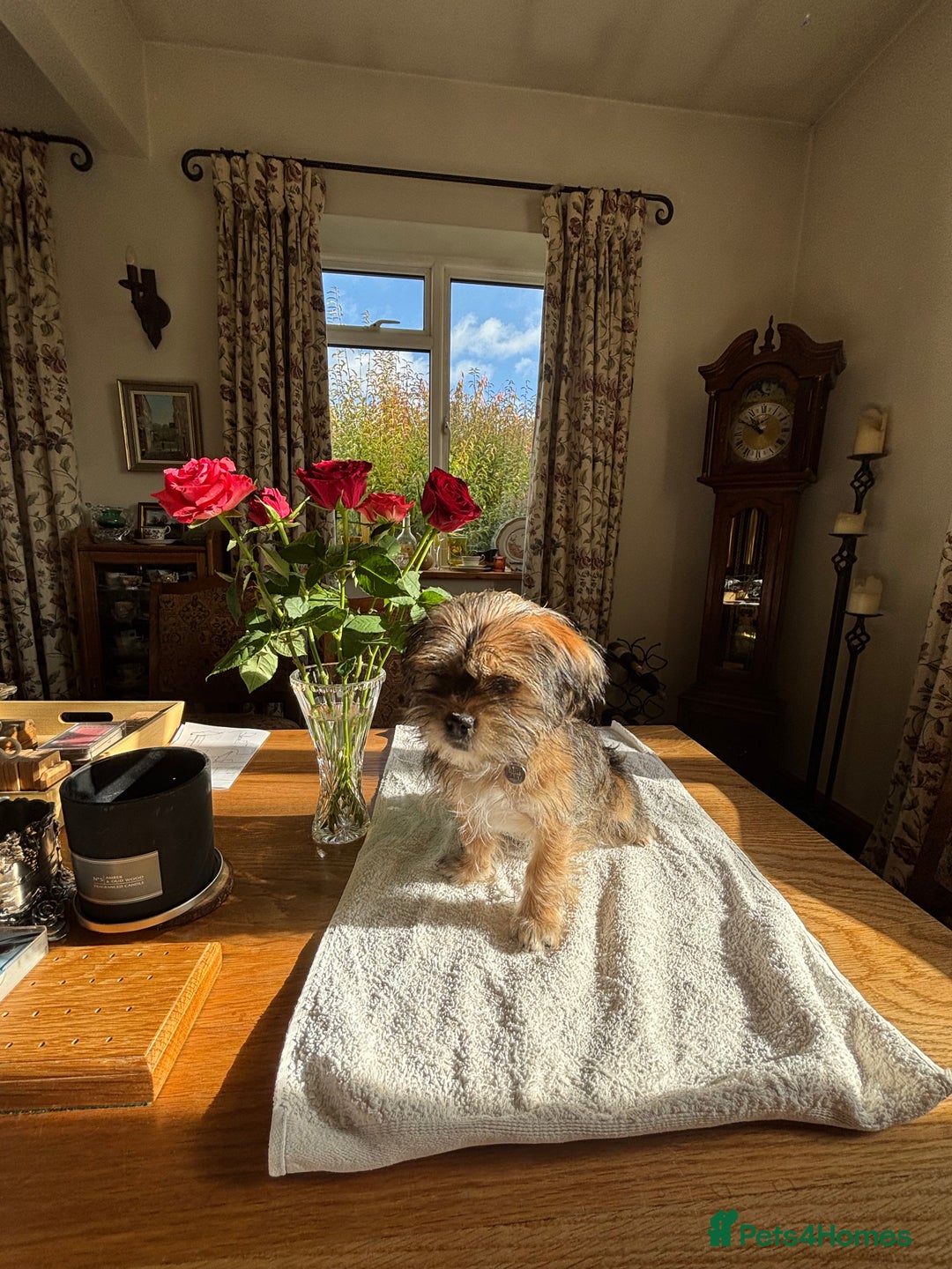 Mixed Breed dogs for sale: 2 Adorable Shorkie puppies  - Image 1