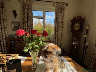 Mixed Breed dogs - Advert 2