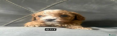 Cavapoo Puppy 7