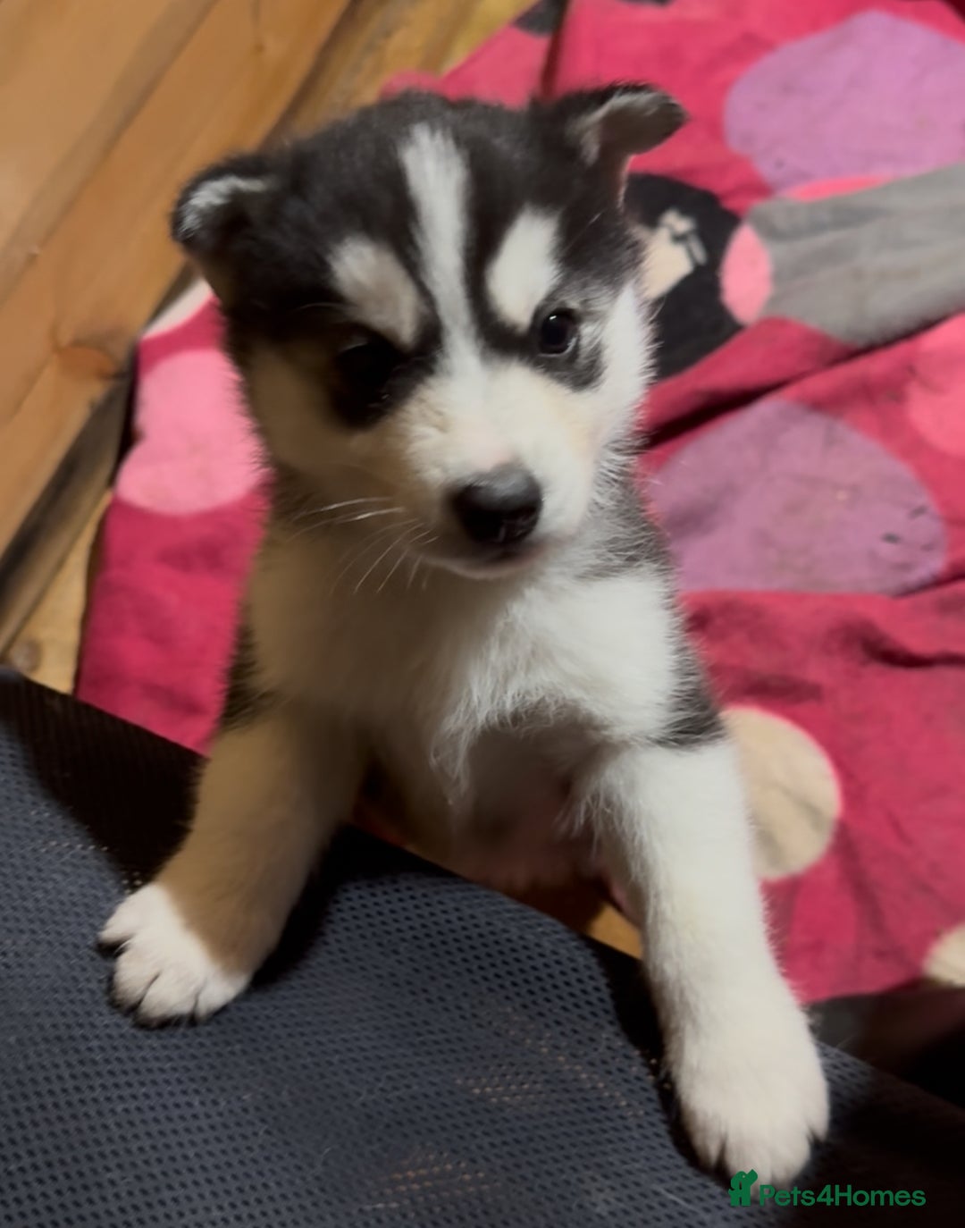 Siberian Husky dogs for sale: 6 pure breed husky pups  - Advert 8