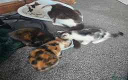 Domestic Shorthair cats for sale: Kittens for sale  - Image 8