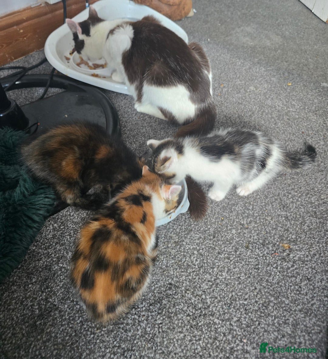 Domestic Shorthair cats for sale: Kittens for sale  - Image 8
