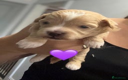 Maltipoo dogs for sale: F1 TINY TOY MALTIPOOS🩷health tested clear parents - Image 14