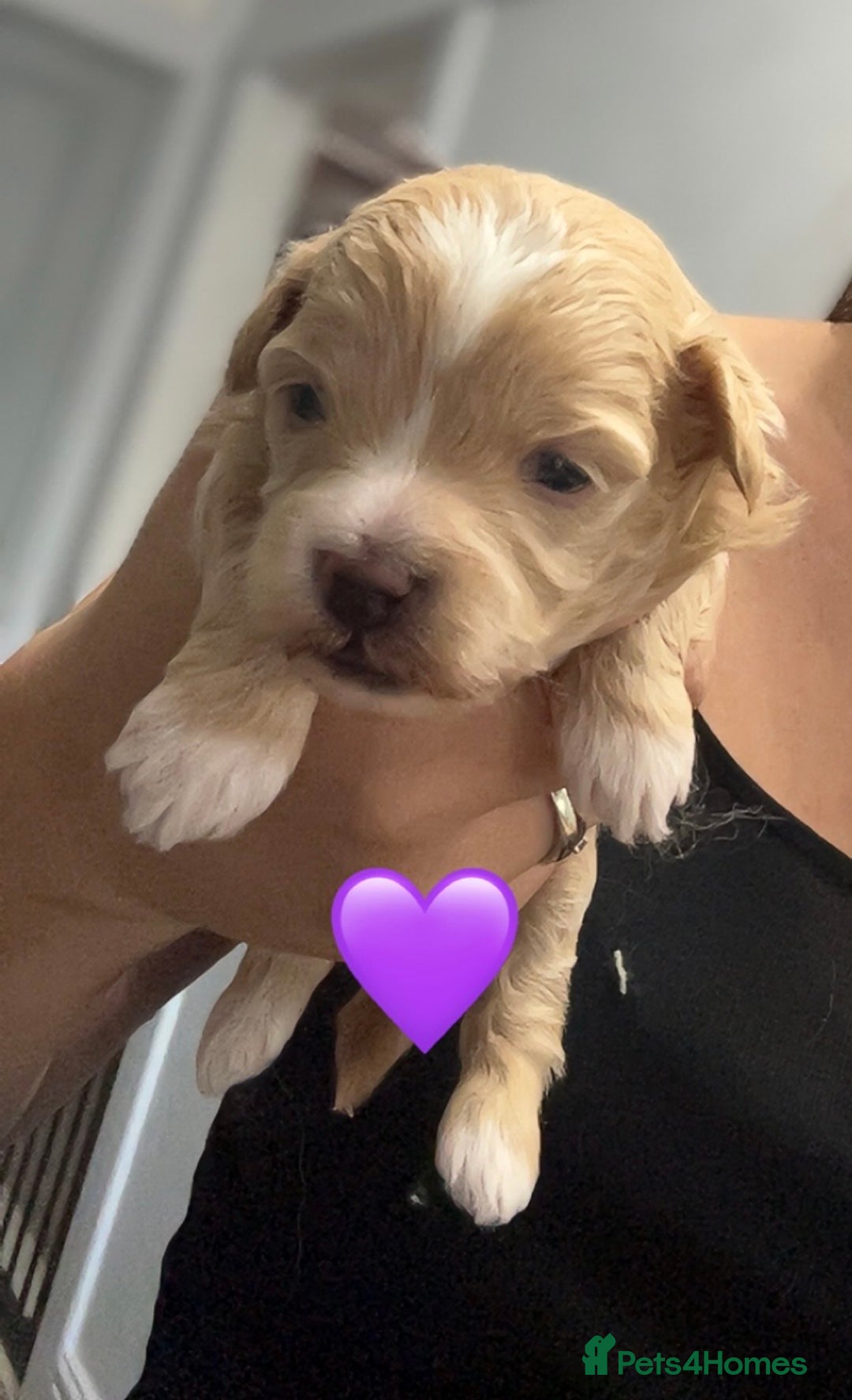 Maltipoo dogs for sale: F1 TINY TOY MALTIPOOS🩷health tested clear parents - Image 14