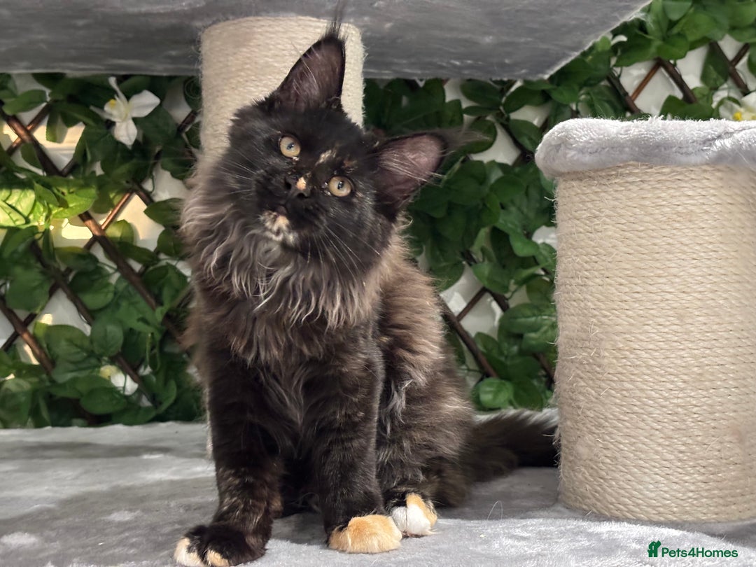 Maine Coon cats for sale: Tica Stunning Kittens  - Image 16