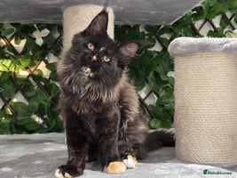 Maine Coon cats - Advert 5