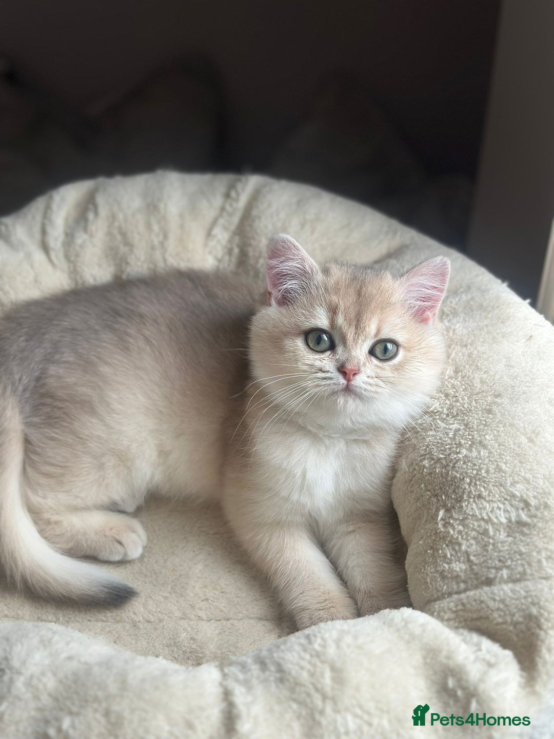 British Shorthair cats for sale: Blue Golden Active Girl - Advert 3