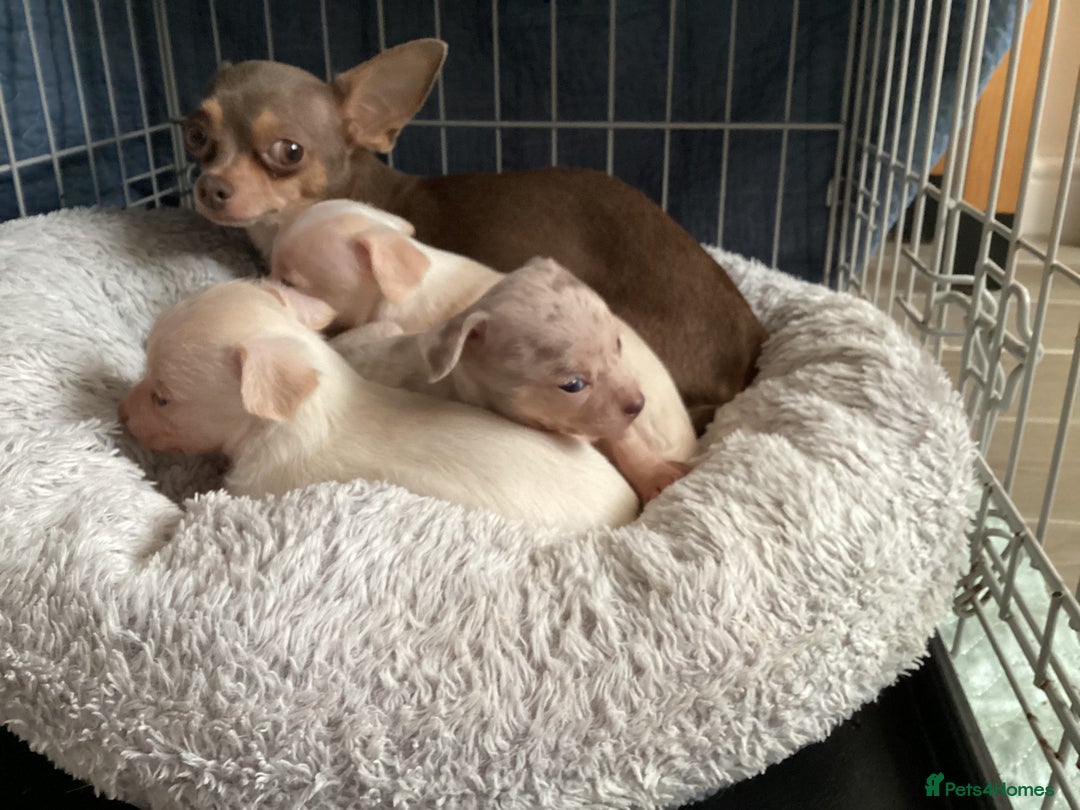 Chihuahua dogs for sale: Absolutely stunning chihuahua puppies  - Image 14