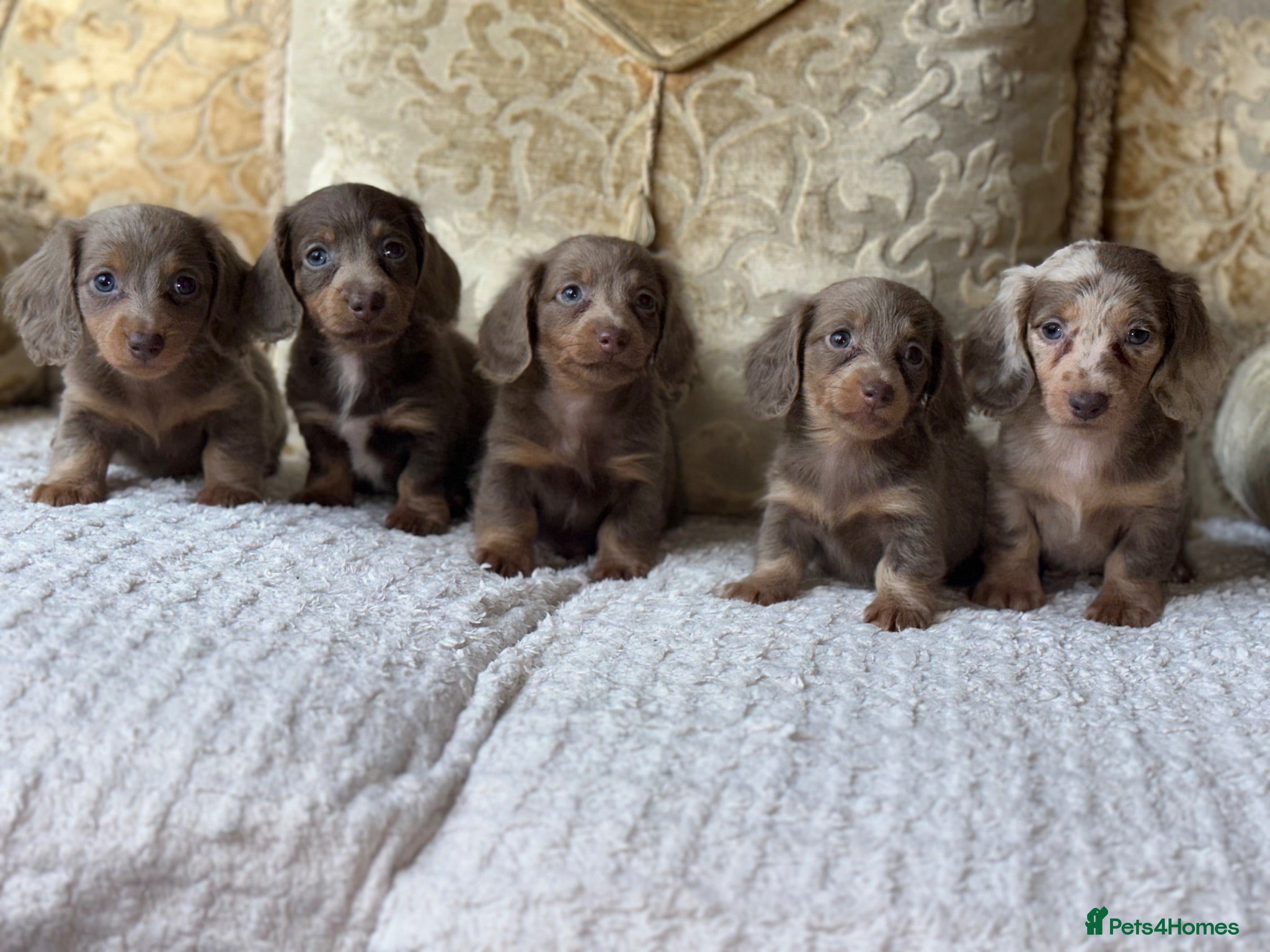 Miniature Dachshund dogs KC REGISTERED Puppy’s available to view now 😍😍 - Advert 12