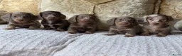 Miniature Dachshund dogs for sale: Kc REGISTERED PUPPY - Advert 7